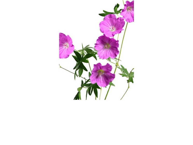 GERANIUM - natural essential oil