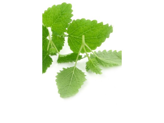 MELISSA - natural essential oil