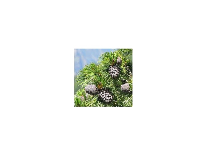 SWISS STONE PINE (pinus cembra) natural essential oil