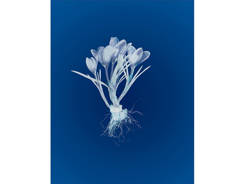 CIANOTIPIJA-MODROTISK A + B 250 ml + 250 ml