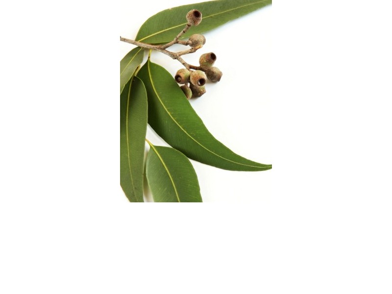 EUCALYPTUS - natural essential oil