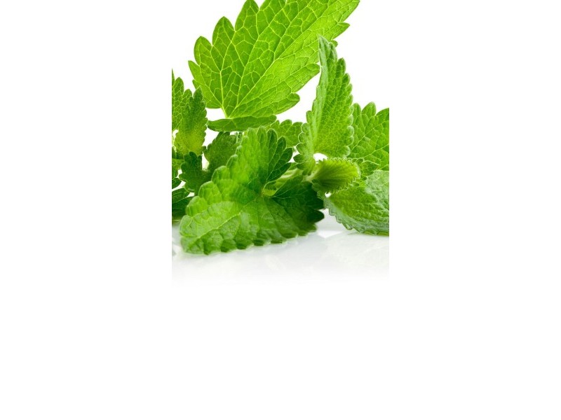 MINT - natural essential oil