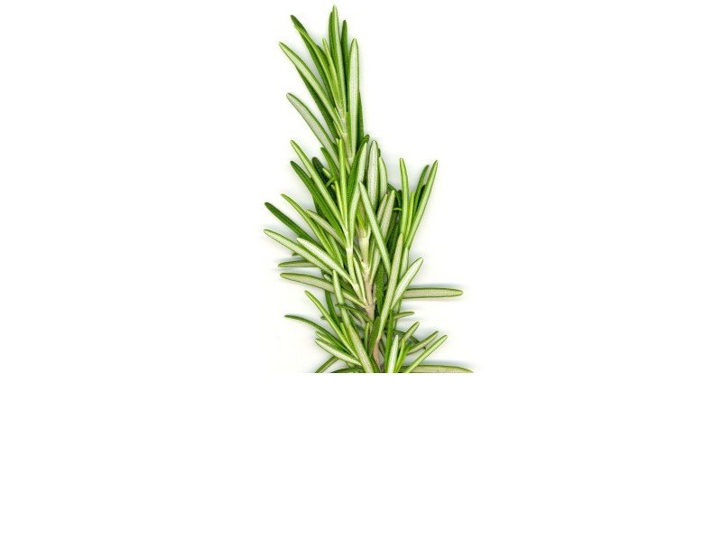 ROSEMARY - natural essential oil