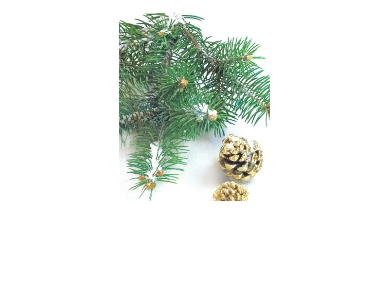 SPRUCE - natural essential oil