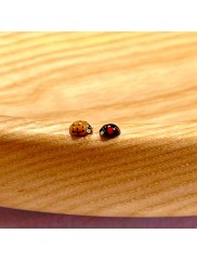 Polish-et-revêtements