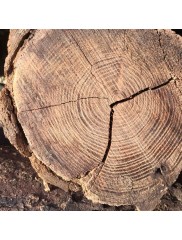 Materiali-za-preprecevanje-pokanja-lesa