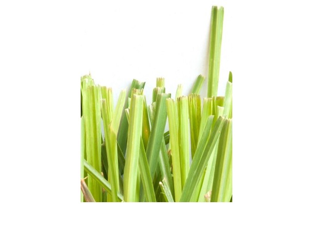 CITRONELLA - natural essential oil