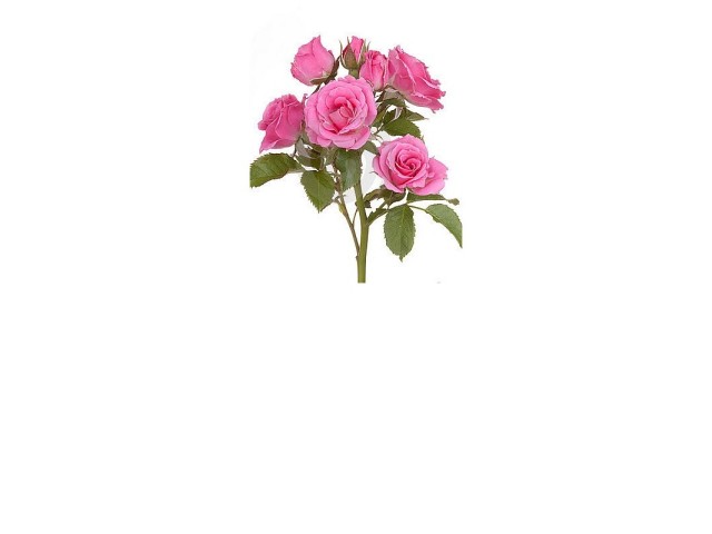 ROSE OIL - natural essential oil