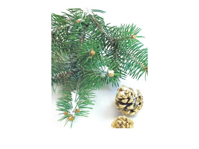 SPRUCE - natural essential oil