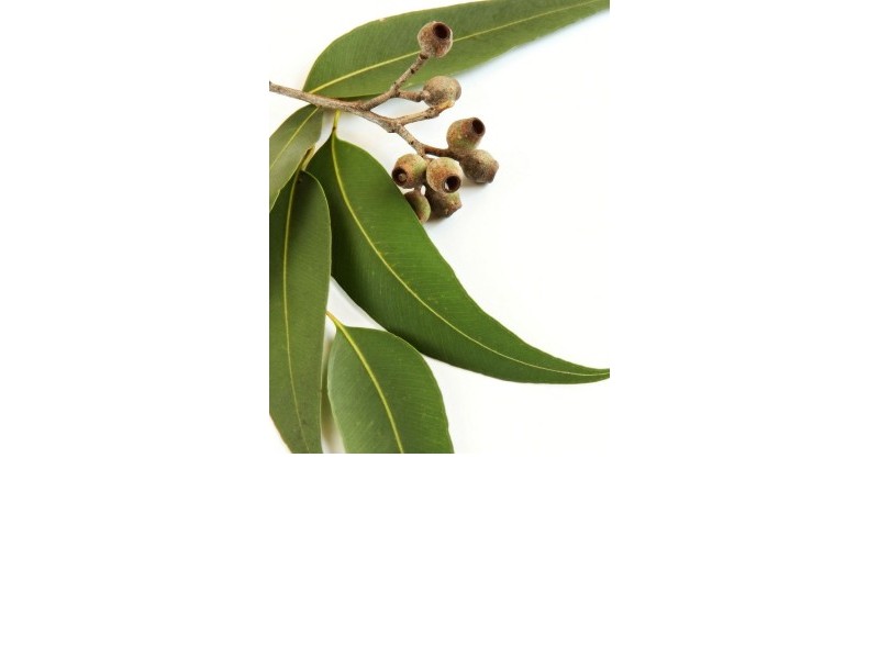 EUCALYPTUS essential oil