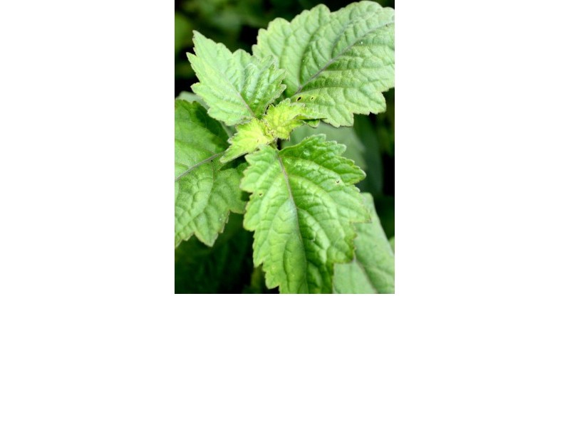 PATCHOULI essential oil