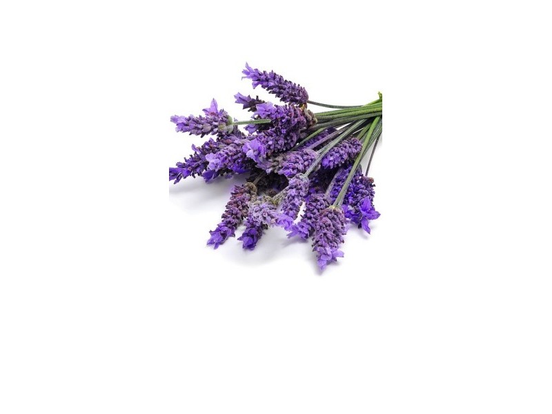 LAVENDER essential oil