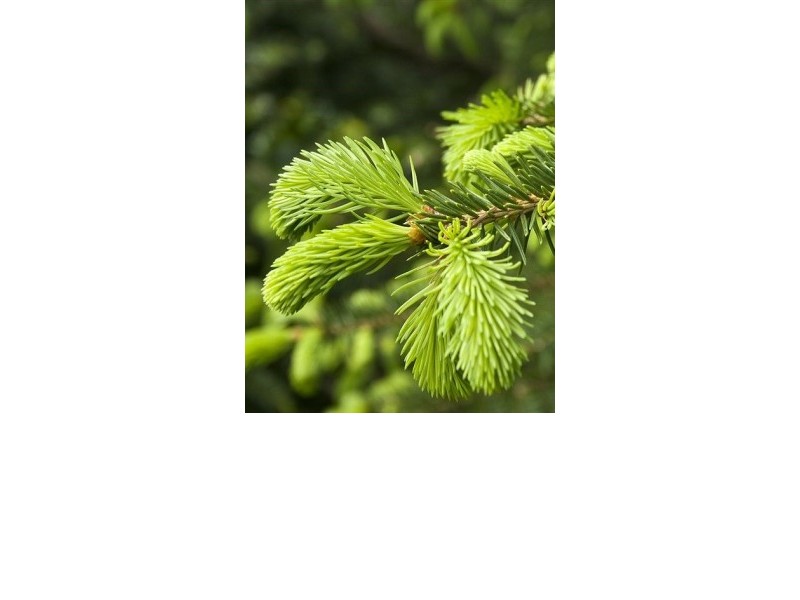 SPRUCE TIPS essential oil