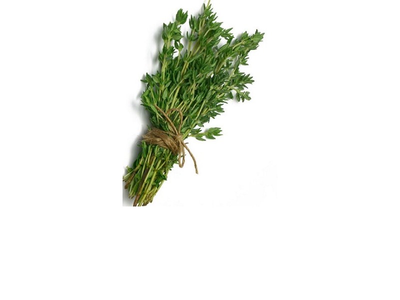 THYME essential oil