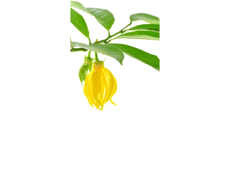 YLANG YLANG naravno eterično olje